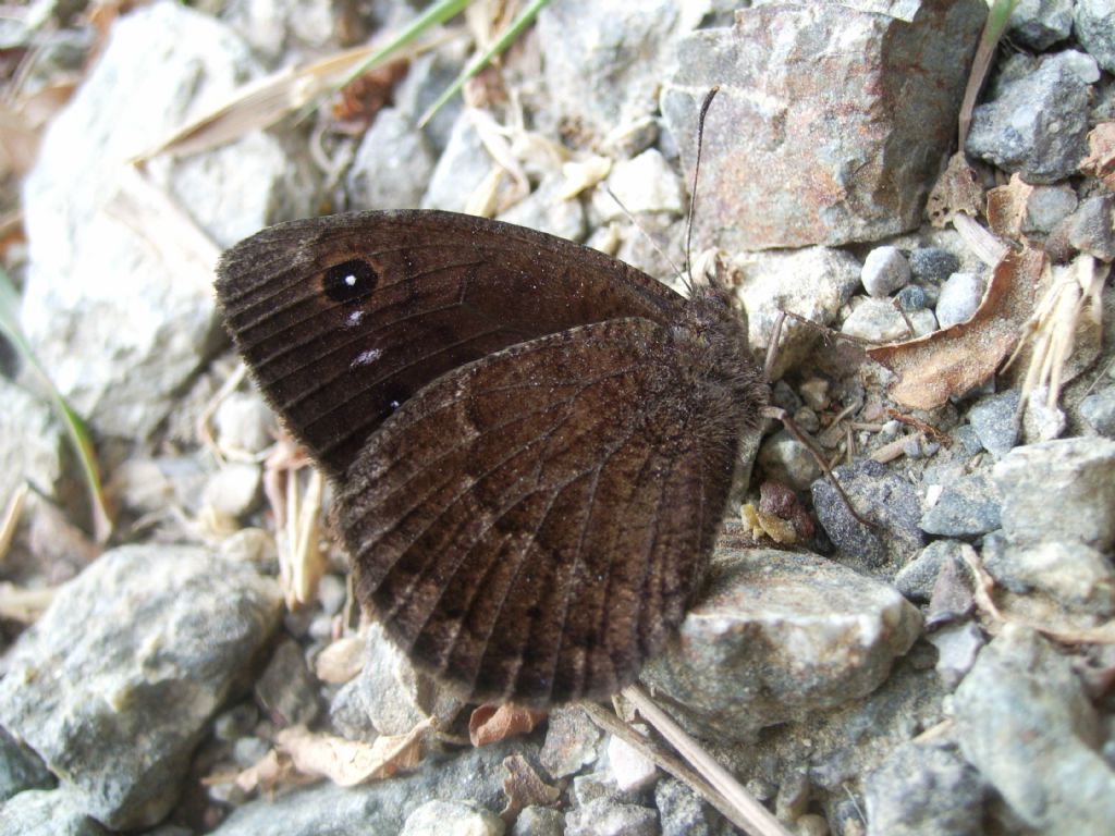 Farfalle (alcune da ID)